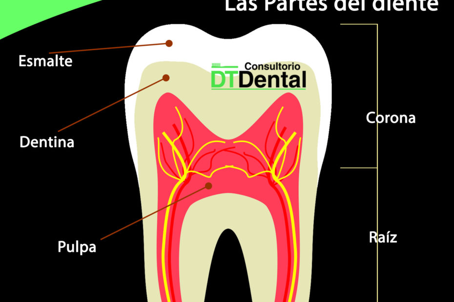 Partes del diente, esmalte, dentina y pulpa